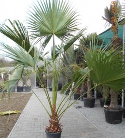 Livistona chinensis_kat